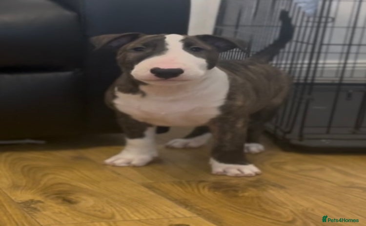 English Bull Terrier dogs - Advert 6
