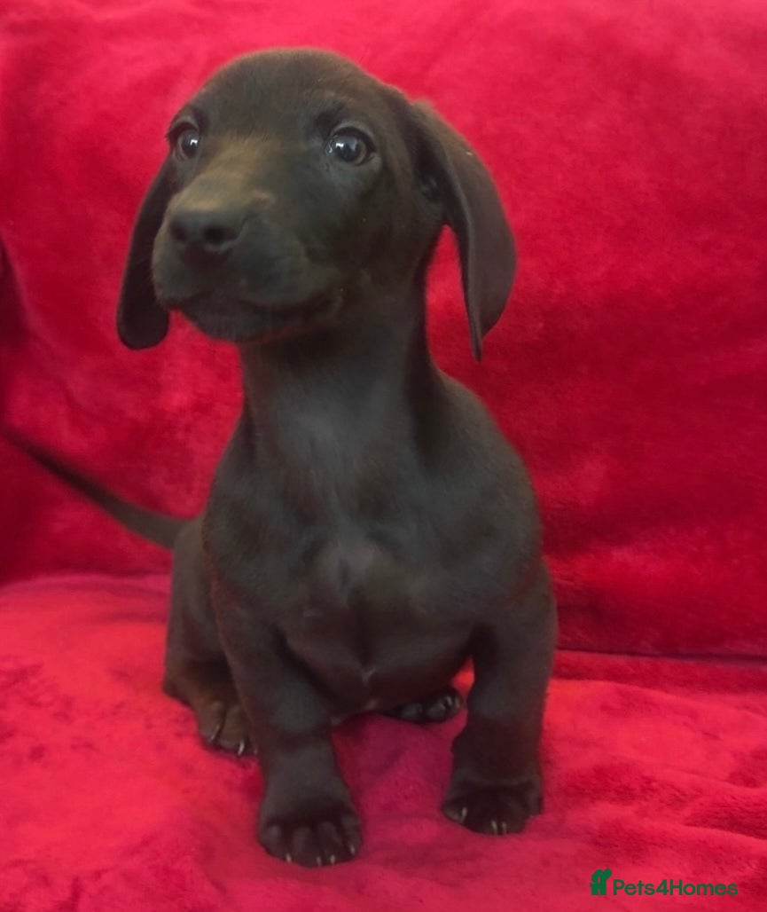 Dachshund dogs Two dachshund boys - Advert 1