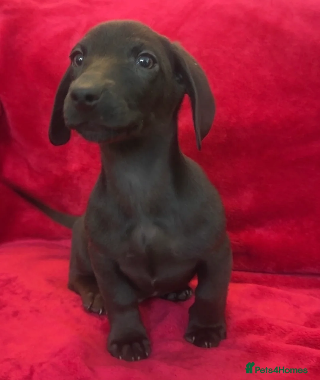 Dachshund dogs for sale: Two dachshund cross boys  - Advert 1