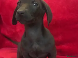 Dachshund dogs Two dachshund cross boys - Advert 7