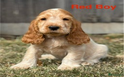 Cocker Spaniel dogs for sale: Last boy! Top quality show-type Cocker Spaniels! in Leicester - Image 12