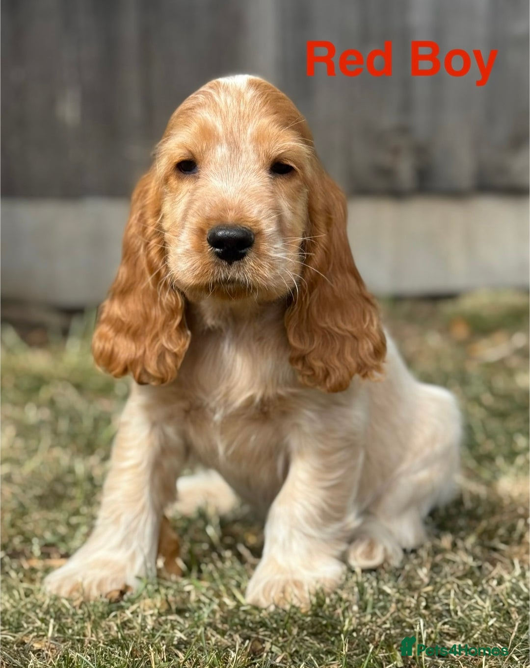 Cocker Spaniel dogs for sale: Last boy! Top quality show-type Cocker Spaniels! in Leicester - Image 12