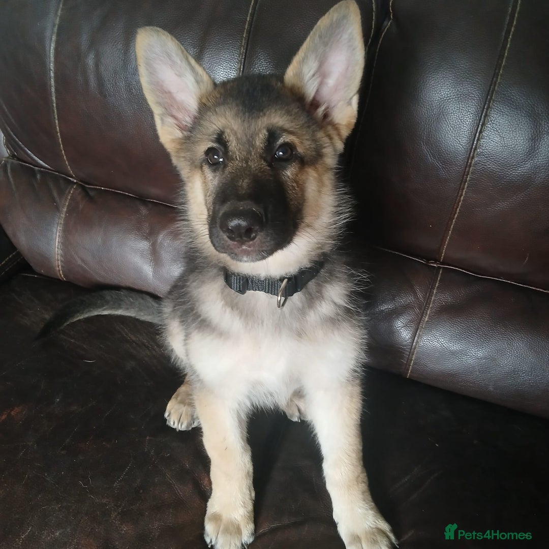 German Shepherd dogs for sale: Beautiful German Shepherd Puppies - Image 20