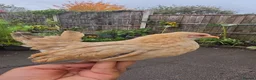 Mixed Breed poultry for sale: roosters for sale and sharma pair  - Advert 6