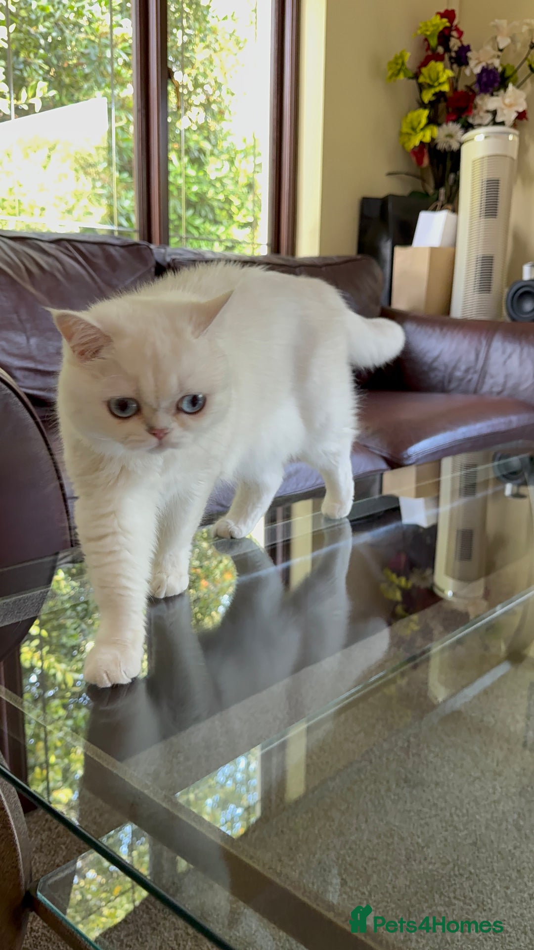 British Shorthair cats for sale: Aurora - Image 5