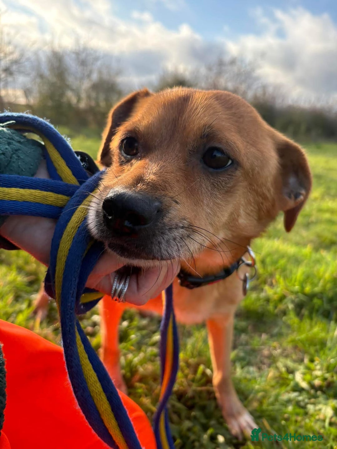 Mixed Breed dogs for adoption: Fry - Norwich Norfolk  - Advert 10