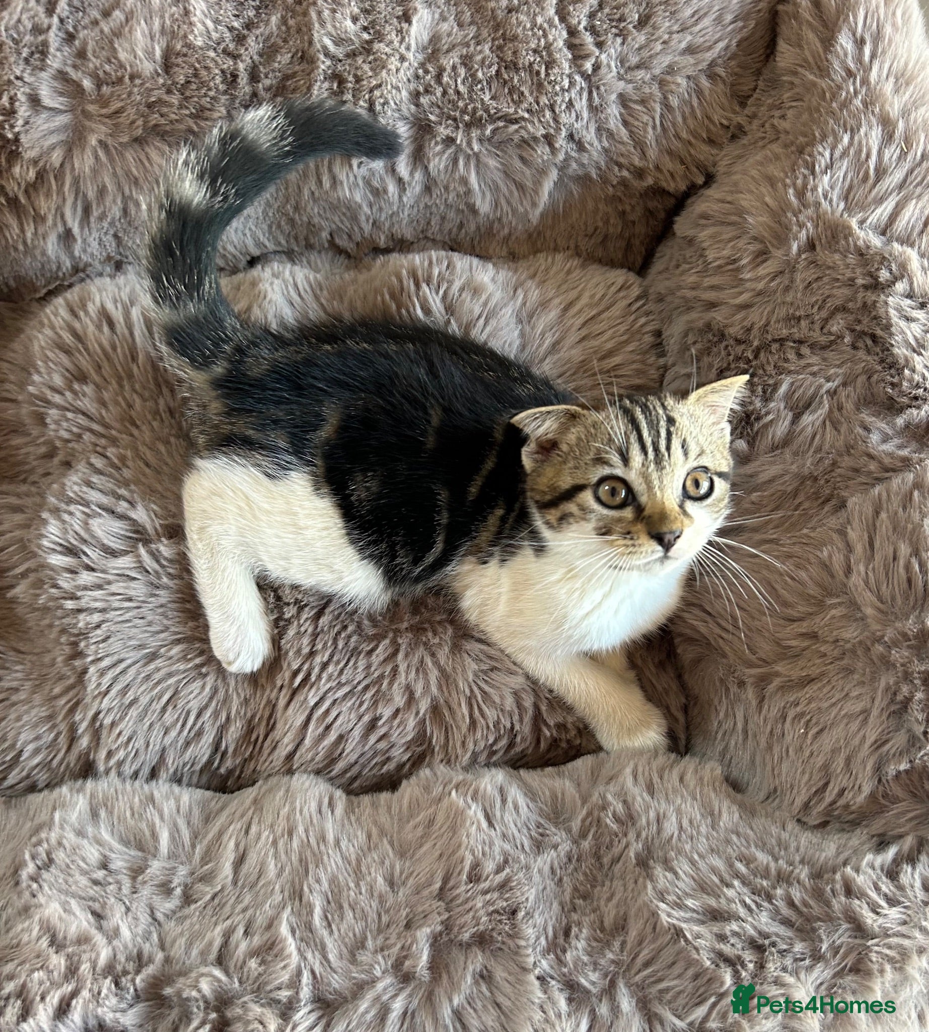 Scottish Fold cats Our last baby girl Scottish FoldxAmerican Wirehair - Advert 11