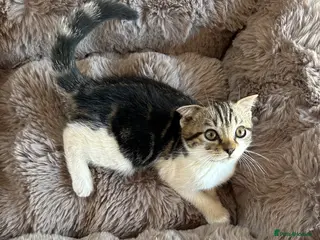 Scottish Fold cats Our last baby girl Scottish FoldxAmerican Wirehair - Advert 6