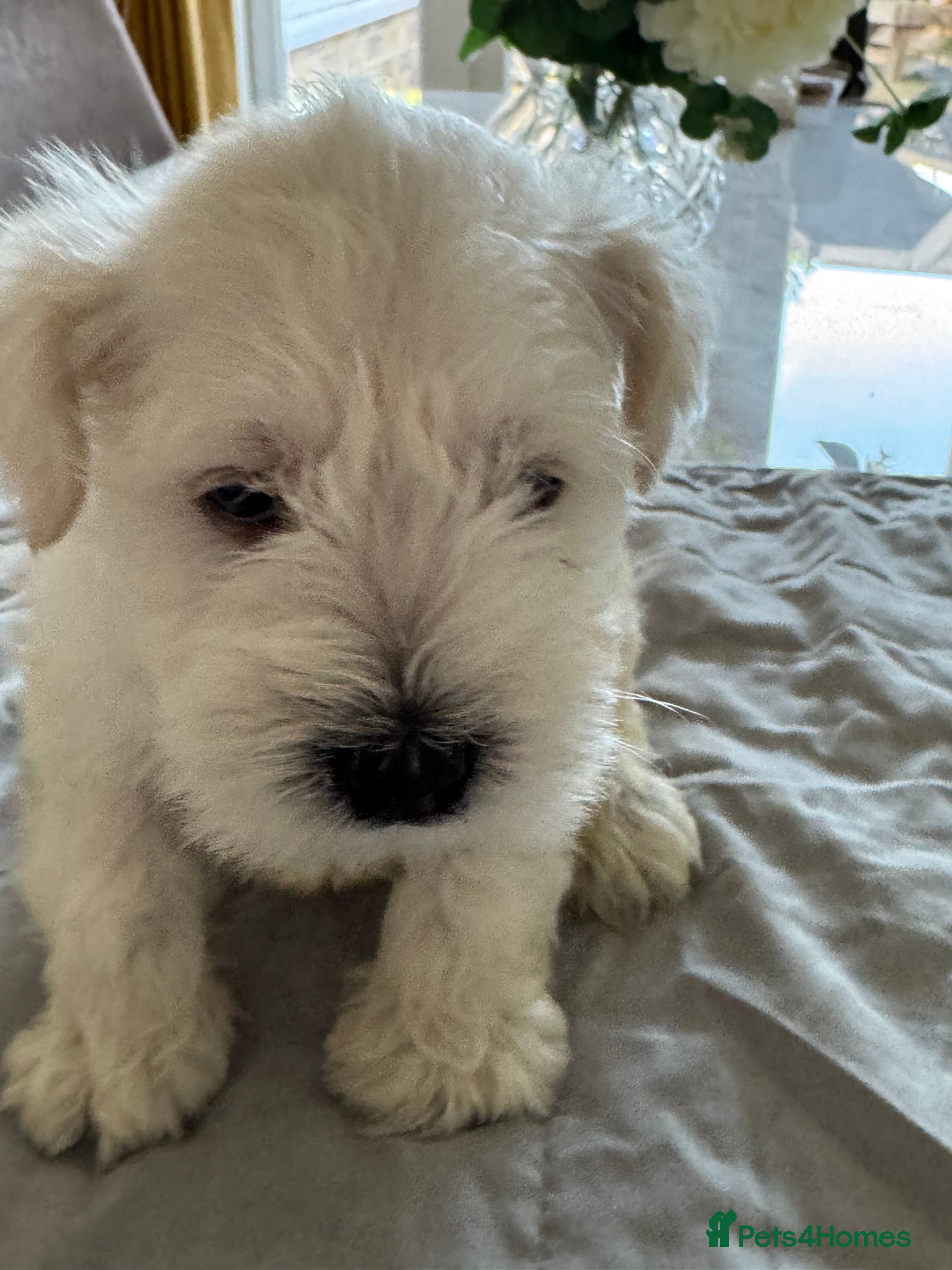 Miniature Schnauzer dogs KC registered Miniature Schnauzer Puppies - Advert 6