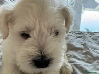 Miniature Schnauzer dogs KC registered Miniature Schnauzer Puppies - Advert 6