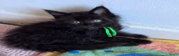 Maine Coon cats for sale: ✨ Maine Coon Kittens – Ready Now💥 in Leeds - Advert 9