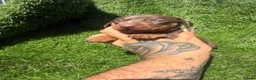 Dachshund dogs for sale: 🐾DWKC REG, DACHSHUND PUPPIES - Advert 12