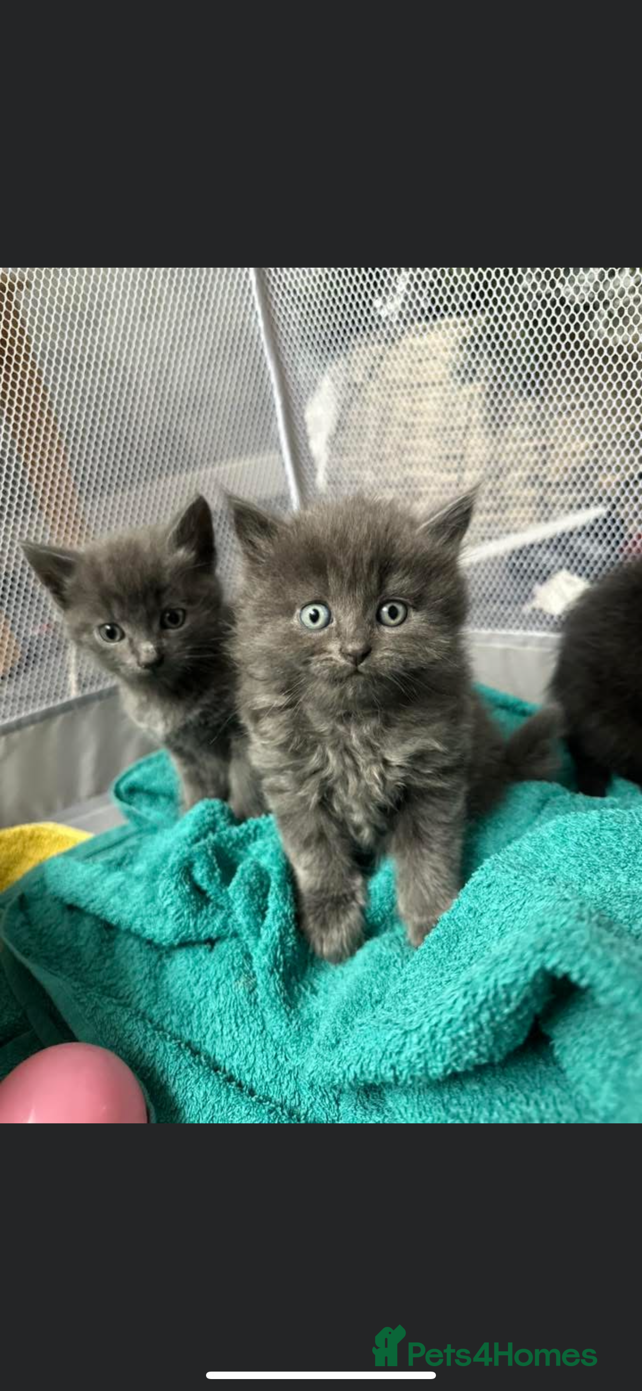 Mixed Breed cats Two stunning grey female kittens for sale  - Advert 1