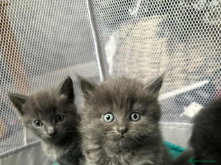 Mixed Breed cats Two stunning grey female kittens for sale - Advert 8