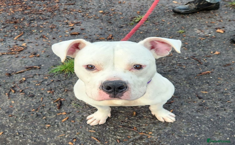 American Bulldog dogs - Advert 2