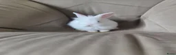 Lionhead rabbits for sale: 2 pure white baby rabbits ready to leave in Newport - Advert 3