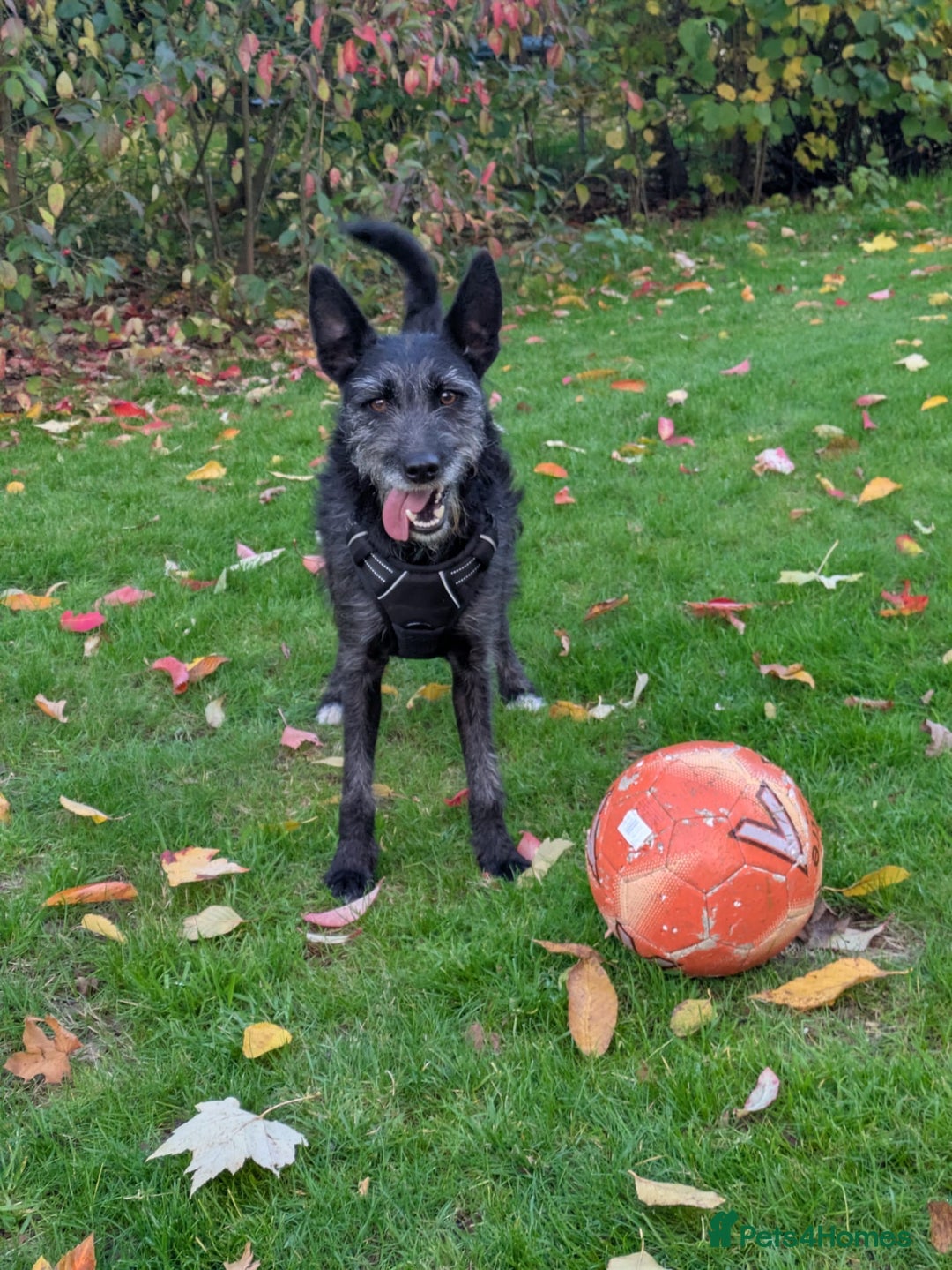 Mixed Breed dogs for adoption: Sweet Gabby looking for LOVe - Image 5