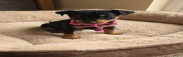 Miniature Pinscher dogs for sale: Beautiful Miniature Pinscher Puppies  - Advert 8