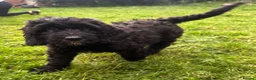 Saint Berdoodle dogs for sale: Premium St Berdoodle Puppies  - Advert 6