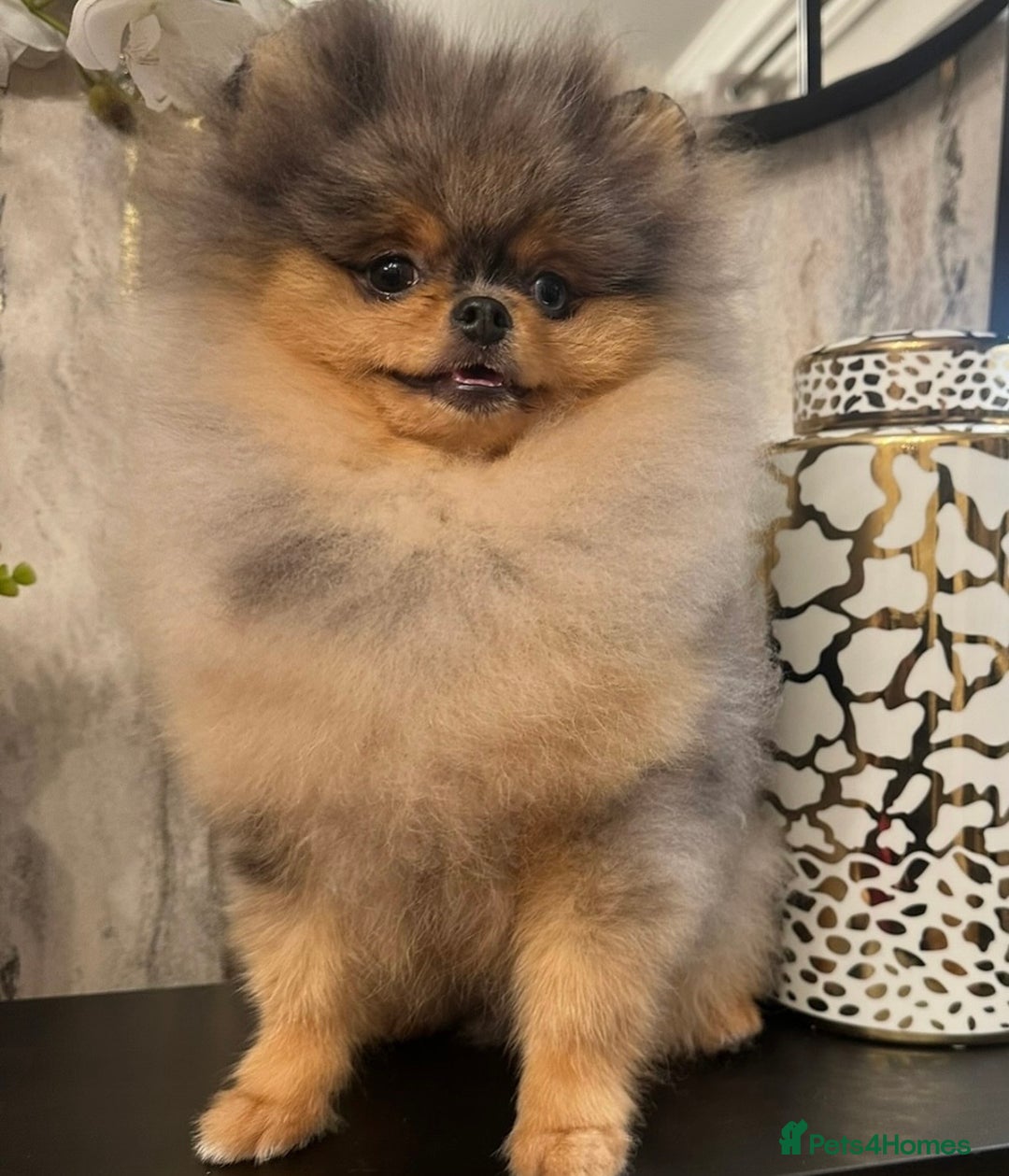 Pomeranian dogs for stud: 🌈😍 BEST QUALITY TEDDY FACED POM STUD 🧸🐶🤎  - Advert 3