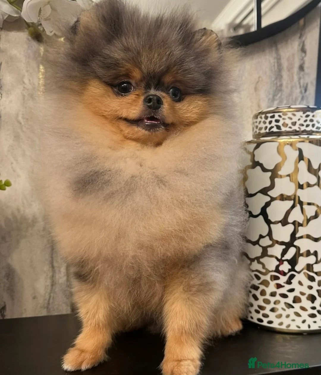 Pomeranian dogs for stud: THE BEST QUALITY MERLE TEDDY FACED POM STUD - Advert 5