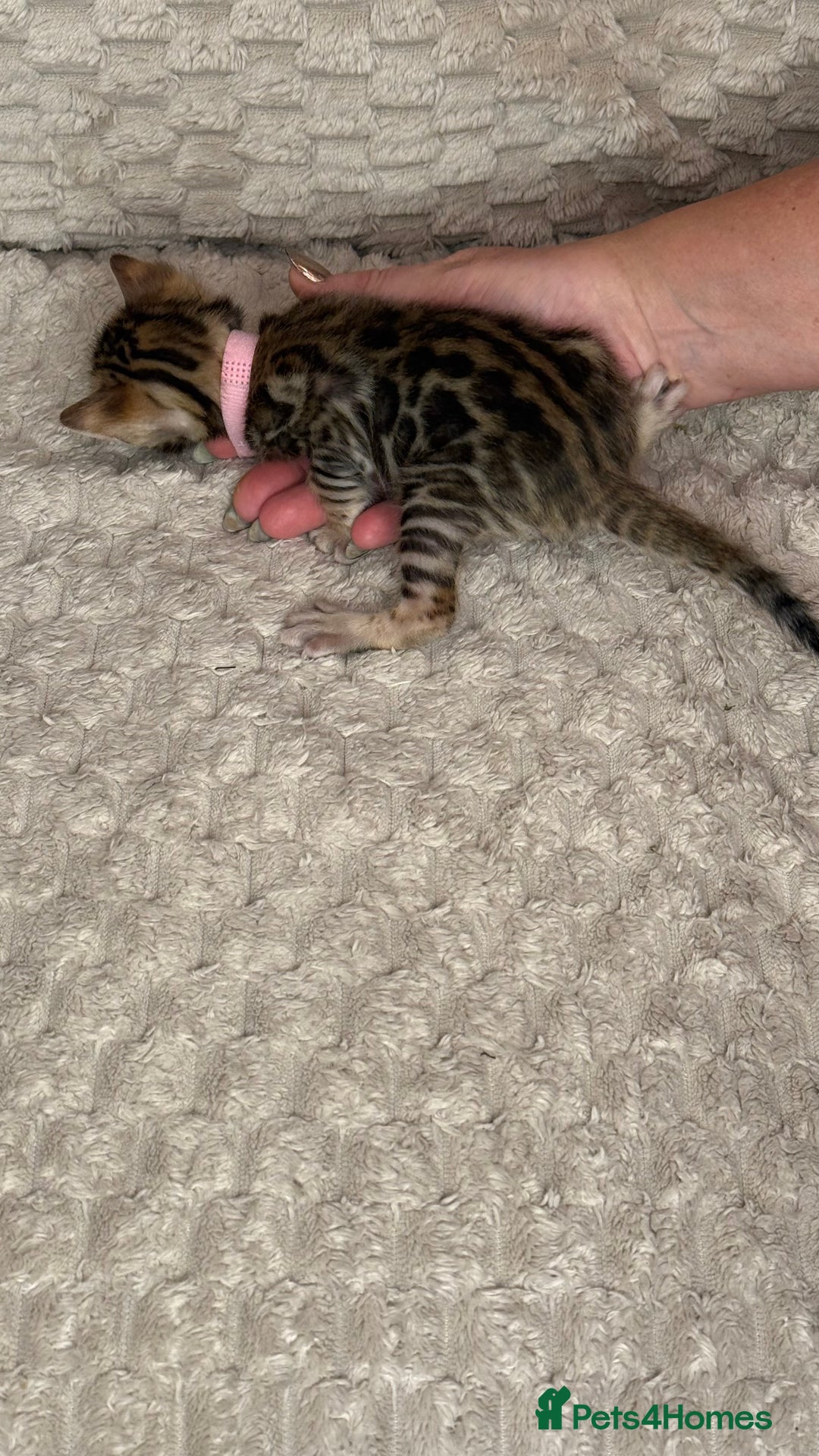 Bengal cats for sale: Pure Bengal kittens for sale  - Advert 22