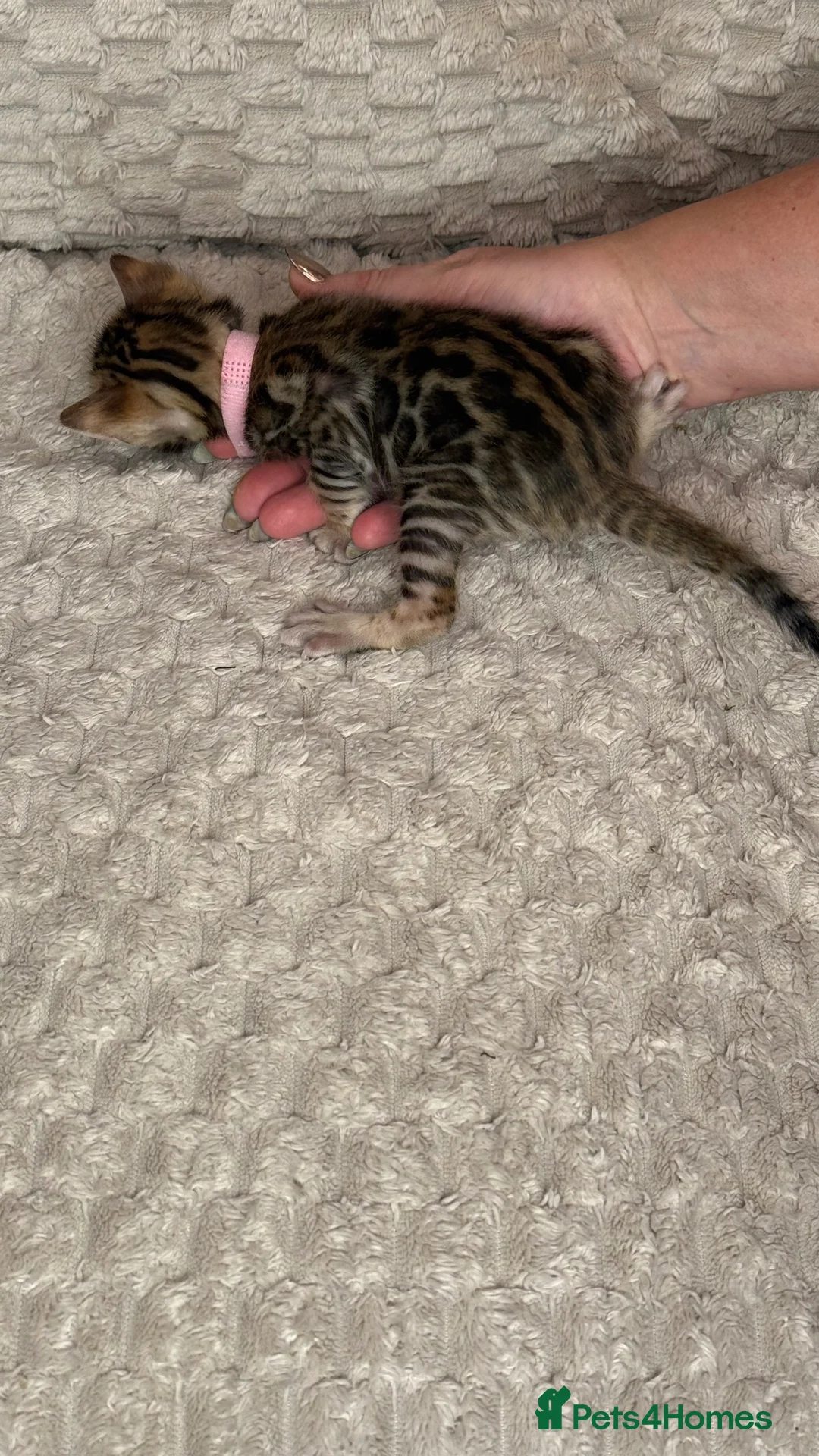 Bengal cats for sale: Pure Bengal kittens for sale just 2 boys left.  - Advert 13