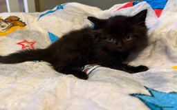 Ragdoll cats for sale: Ragdoll x British shorthair kittens - Advert 2