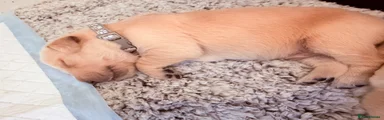 Golden Retriever 1