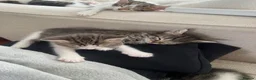 Mixed Breed cats for sale: 6 gorgeous kittens for sale - Advert 9