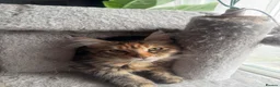 Maine Coon cats for sale: Last purebred MC female kitten  - Advert 6