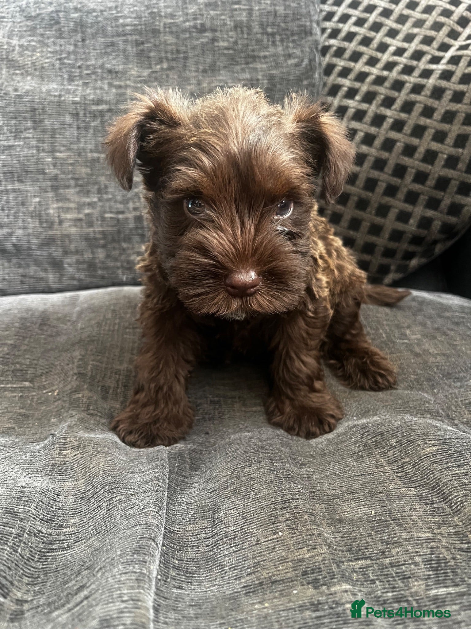 Miniature Schnauzer dogs 6 beautiful mini schnauzer for sale  - Advert 5