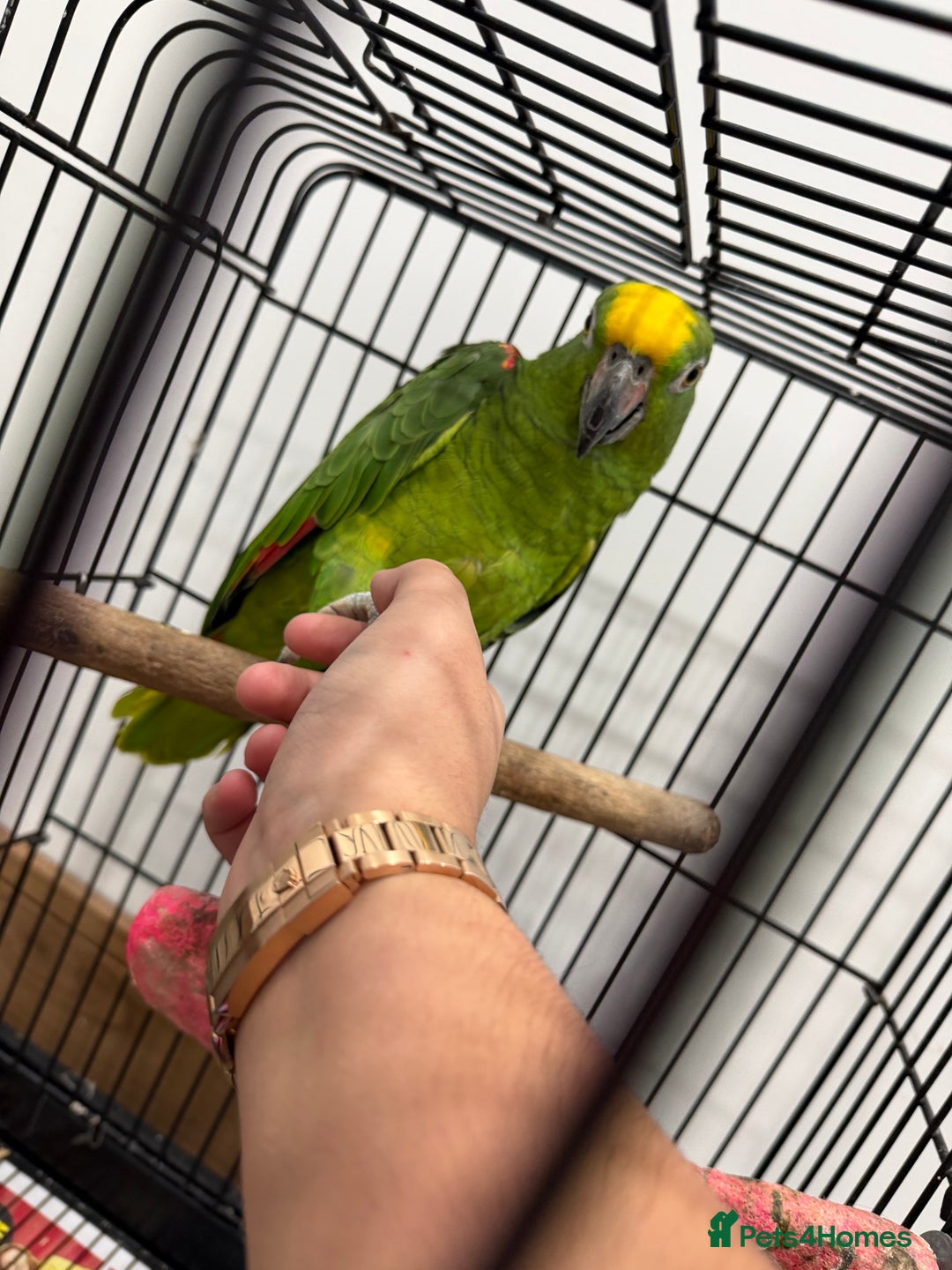 Parrots birds for sale: Panama Amazon - Advert 3