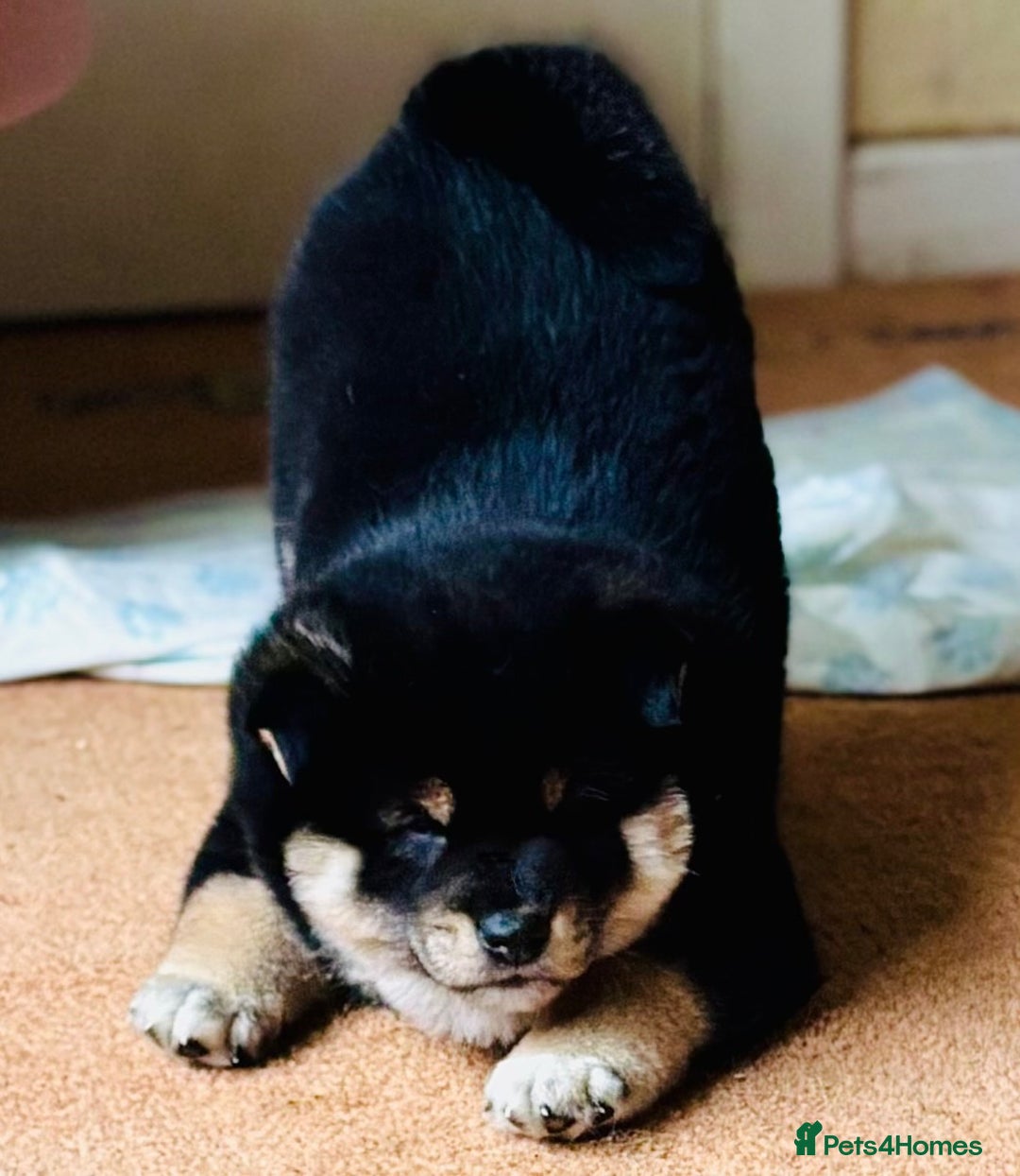 Japanese Shiba Inu dogs for sale: 10 weeks old KC Black/Tan Boy 💖 - Advert 4