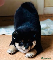 Japanese Shiba Inu dogs KC reg Shiba Inu girl, fully vaccinated 💖 - Advert 1