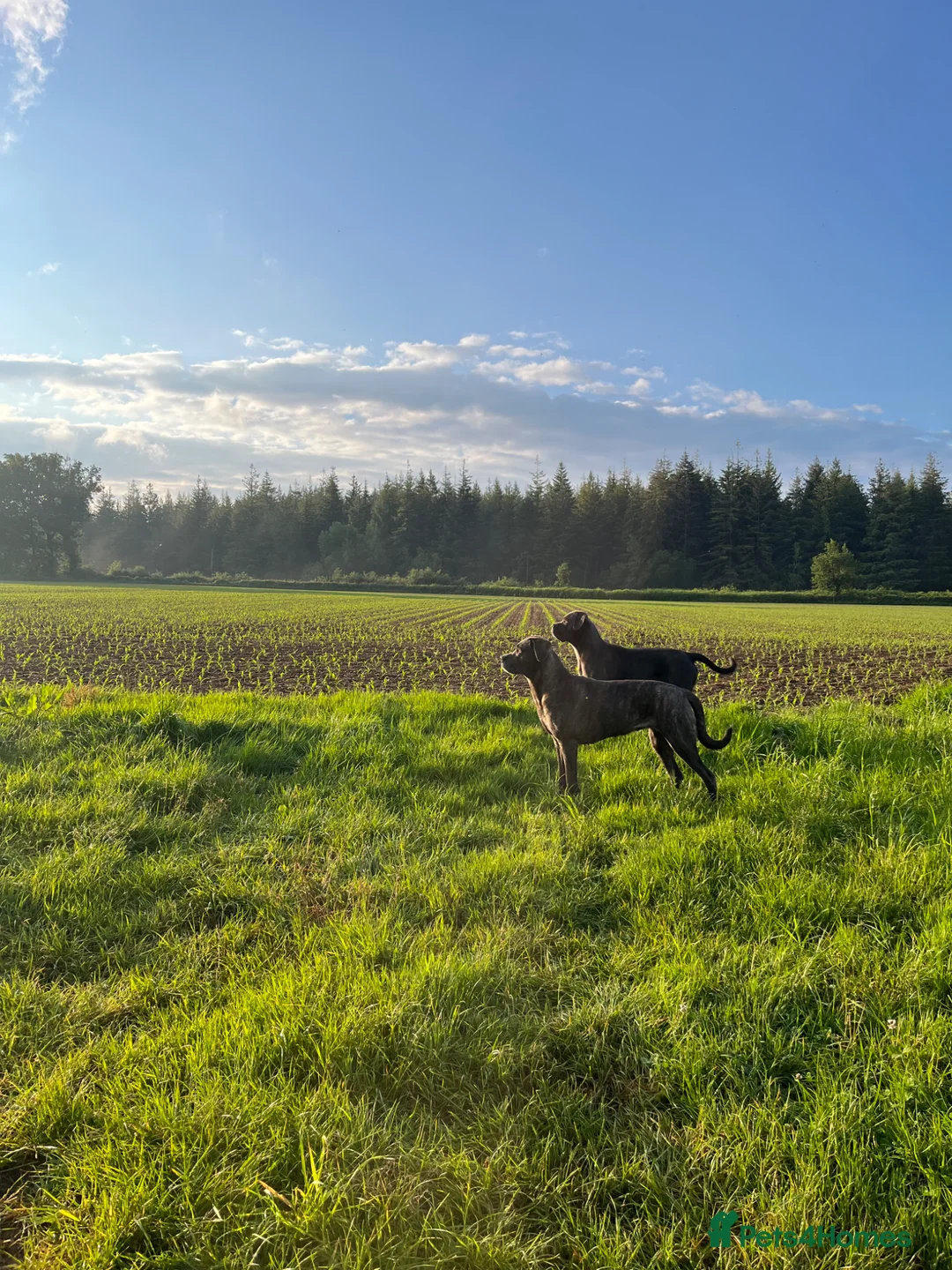 Cane Corso dogs for sale: Cane Corso Puppies Pre Advertisement  in Aylesbury - Advert 6