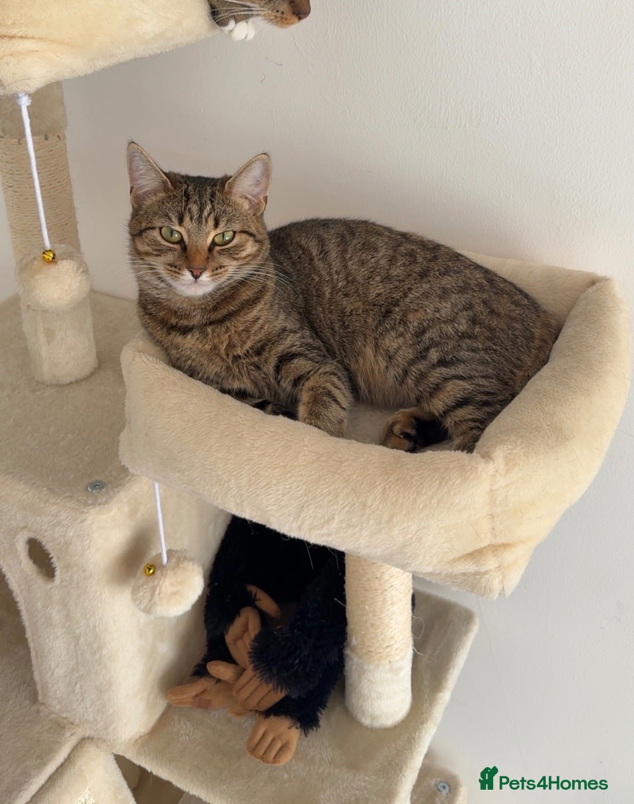 Domestic Shorthair cats 🐾 Wooshay – Loving Home Wanted 🐾 - Advert 22