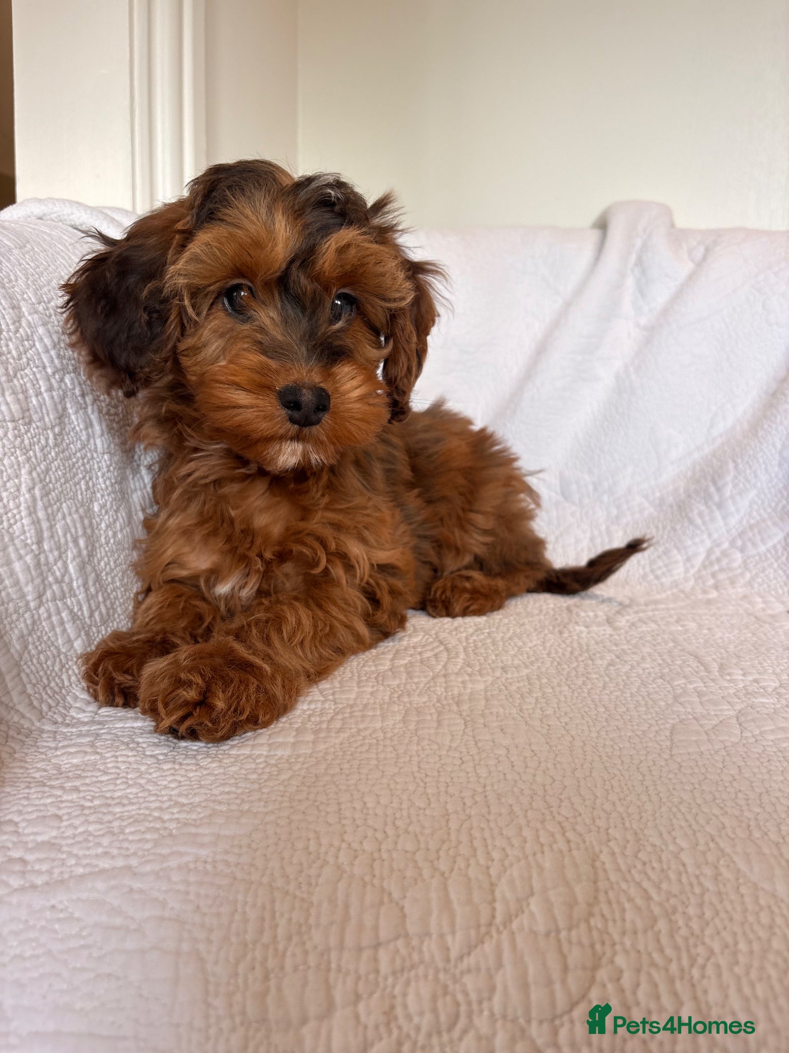 Cockapoo dogs LICENSED BREEDER HEALTH TESTED COCKAPOOS - Advert 1