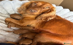 Cocker Spaniel dogs for sale: Gorgeous KC cocker spaniel puppies  - Image 7