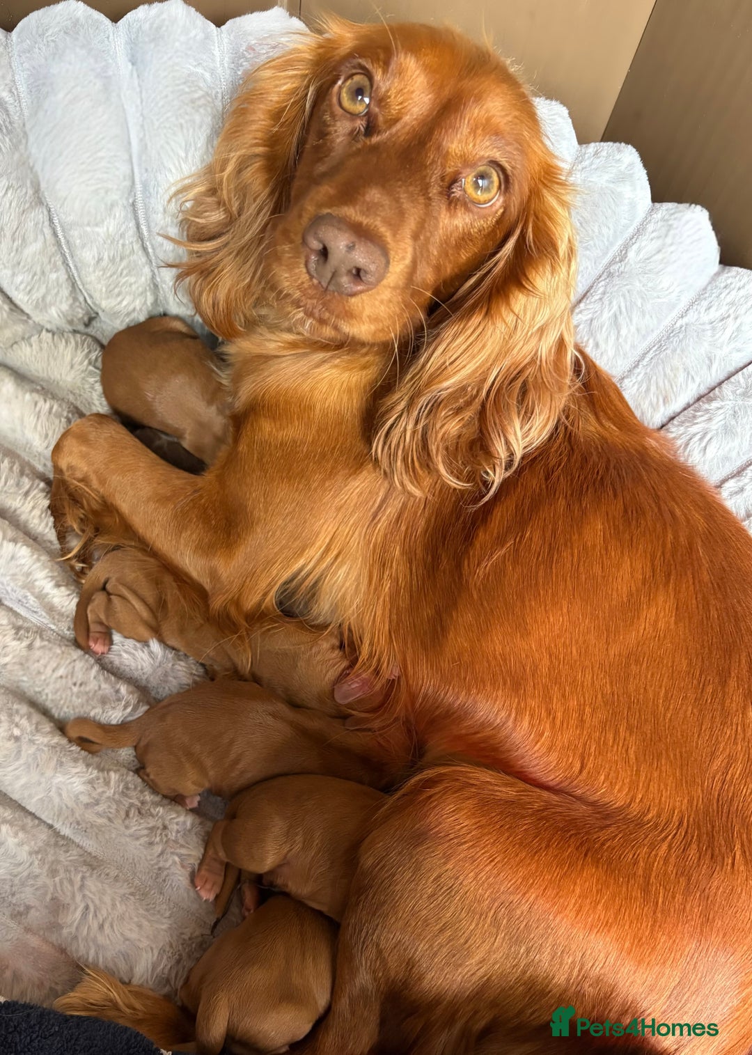 Cocker Spaniel dogs for sale: Gorgeous KC cocker spaniel puppies  - Image 7