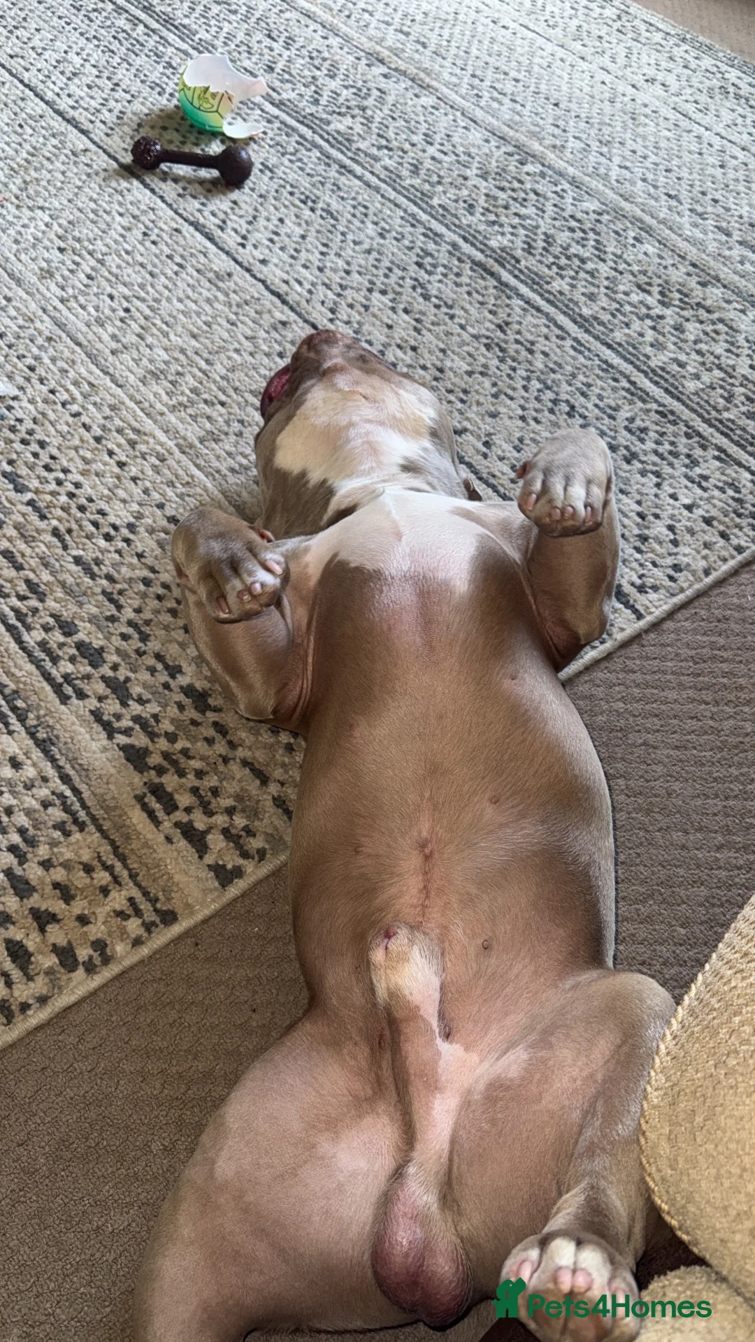 American Bully dogs for stud: 🐾LILAC AMERICAN POCKET BULLDOG STUD 🐾 in Wolverhampton - Advert 2