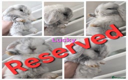 Mini Lop rabbits for sale: 2 gorgeous Mini lop baby girls  - Image 2