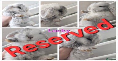 Mini Lop rabbits - Advert 8