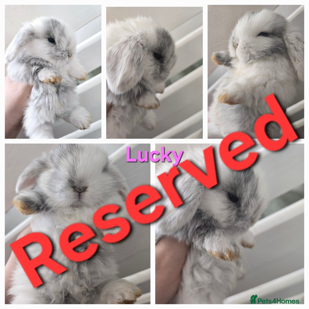 Mini Lop rabbits for sale: 2 gorgeous Mini lop baby girls  - Image 2