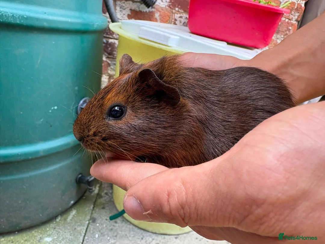 Guinea Pig rodents for sale: Baby Guinea Pigs for Sale – £40 per Pair 🐹 - Advert 1