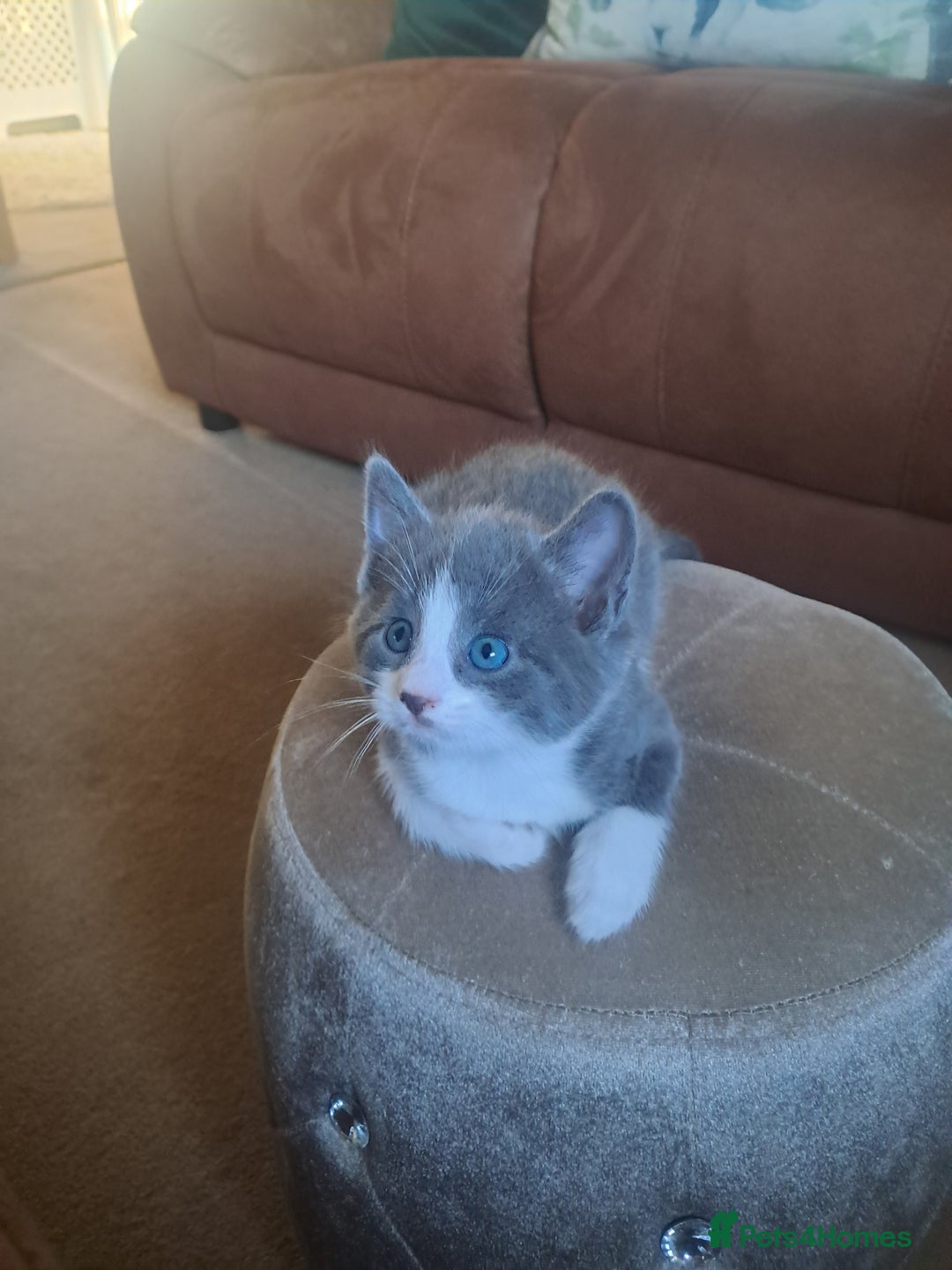 Mixed Breed cats for sale: 2 BEAUTIFUL BOY KITTENS AVAILABLE  - Image 7