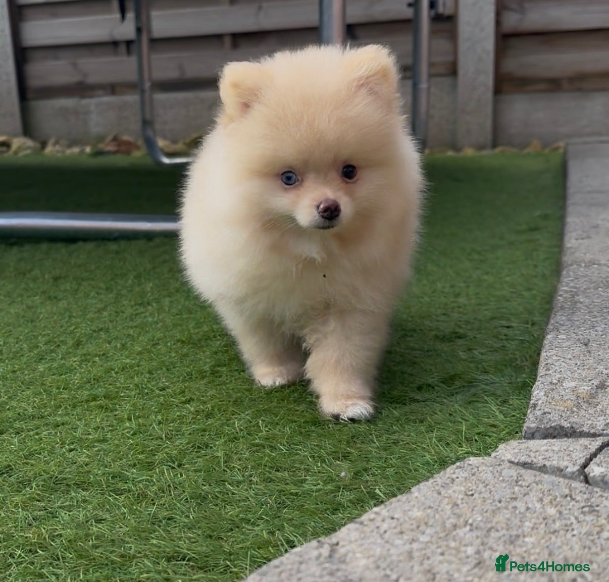 Pomeranian dogs Gorgeous Pomeranians PRICE REDUCED for last 1! - Advert 5