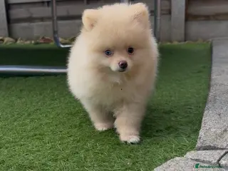 Pomeranian dogs Gorgeous Pomeranians PRICE REDUCED for last 1! - Advert 5