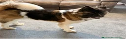 Akita dogs for sale: female american akita  in Mansfield - Advert 5