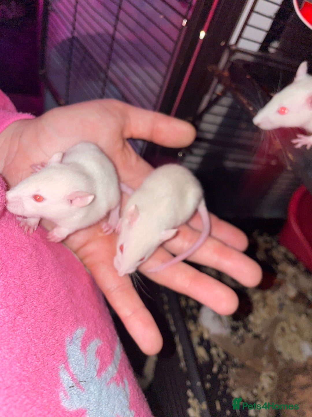 Rat rodents for sale: Rat babies  - Advert 1